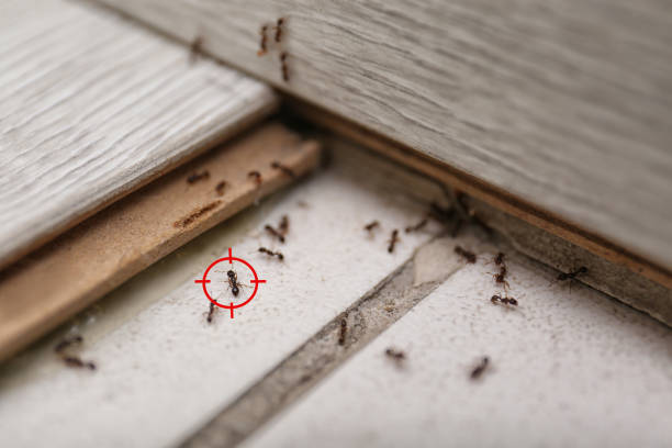 Best Pest Prevention Services  in Hauula, HI